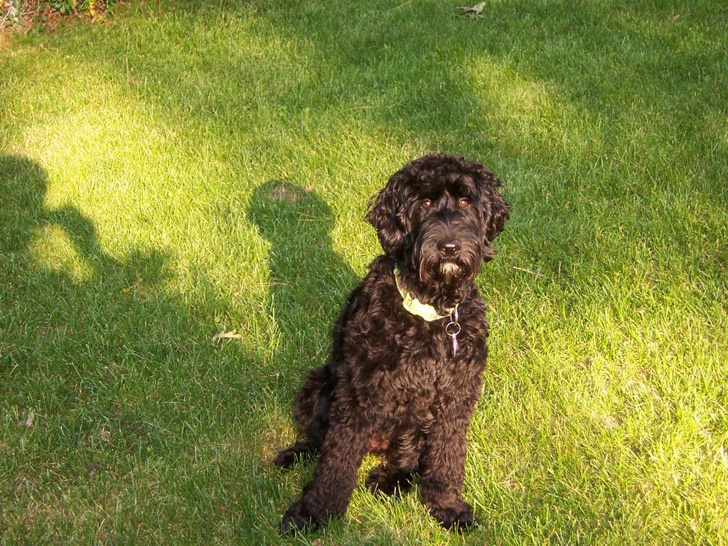  by Aunt Darlene's Pet Sitting & Dog Walking Service, LLC